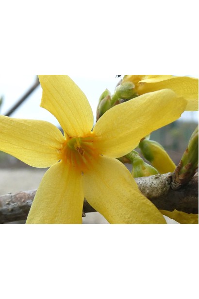 Неперевершені жовті квіти форзиції Голден Таймс